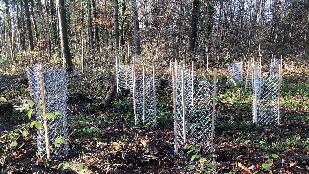 Bestandesbegründung